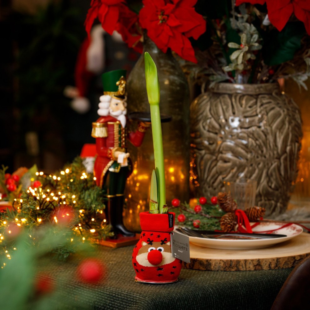 No Water Flowers® - Fashionz Xmas Fun mix, Zonder verpakking