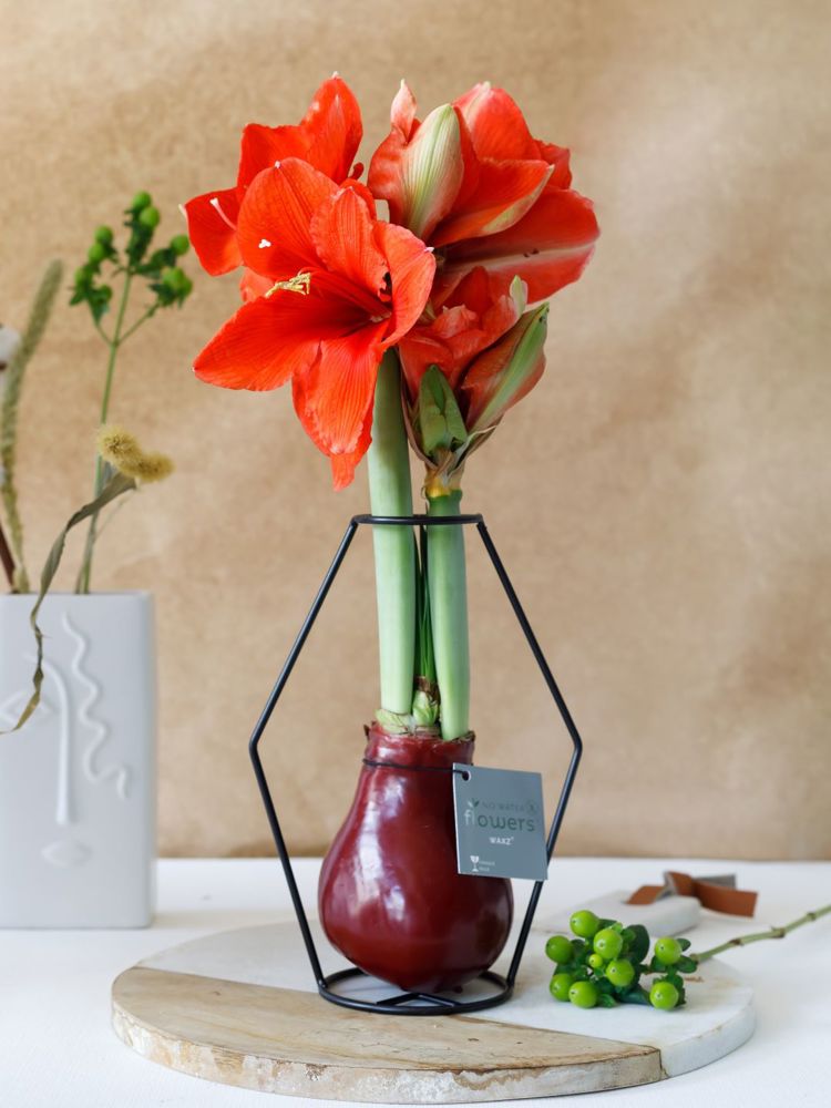 No Water Flowers® - Formz modern, In luxury box, Goud