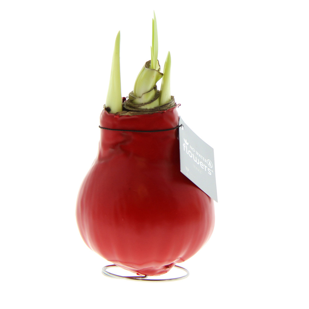 No Water Flowers® - Waxz® Colours - rood