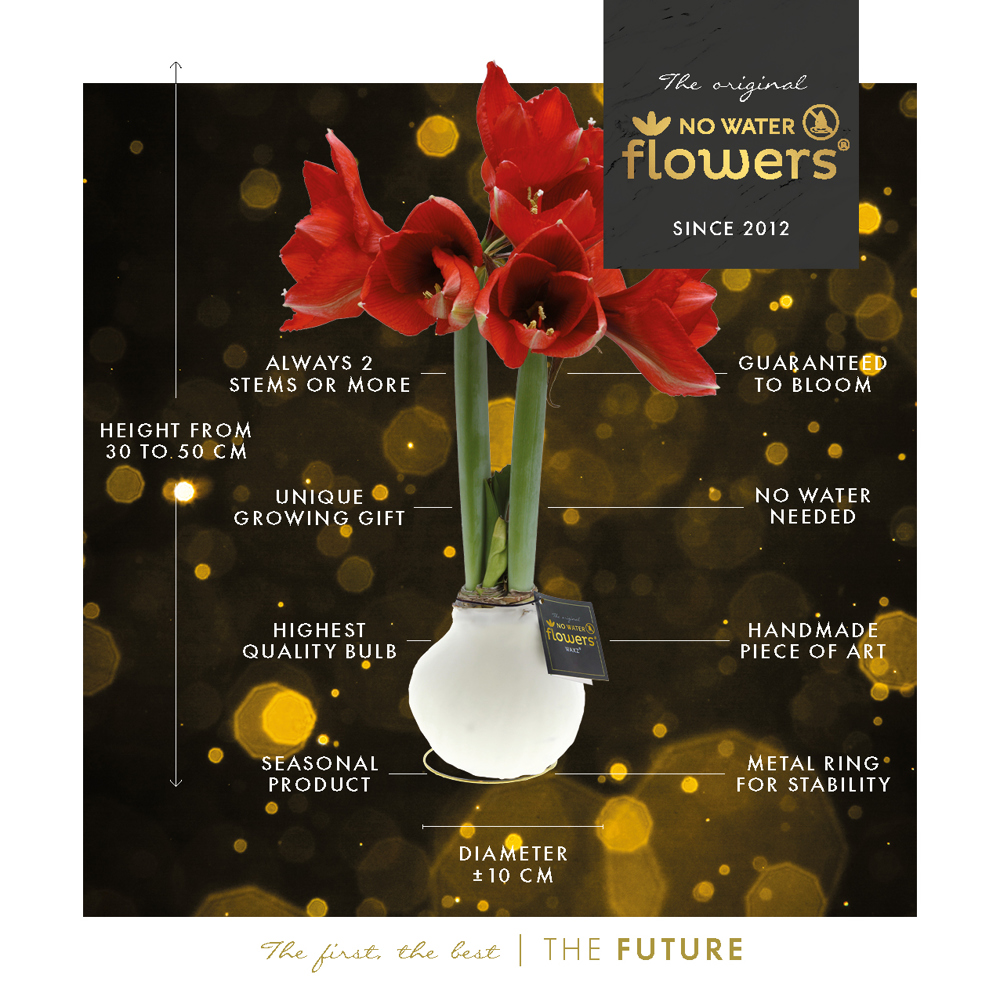 No Water Flowers® - Printz Frohe Weihnachten mix, Zonder verpakking