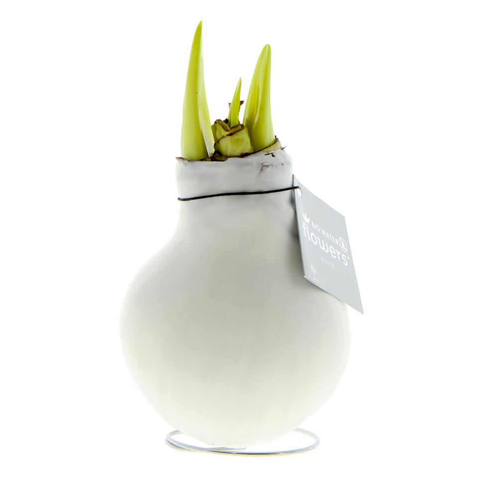 No Water Flowers® - Waxz® Colours - wit