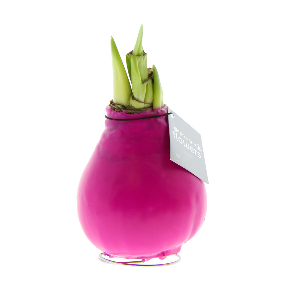 No Water Flowers® - Waxz® Colours - roze