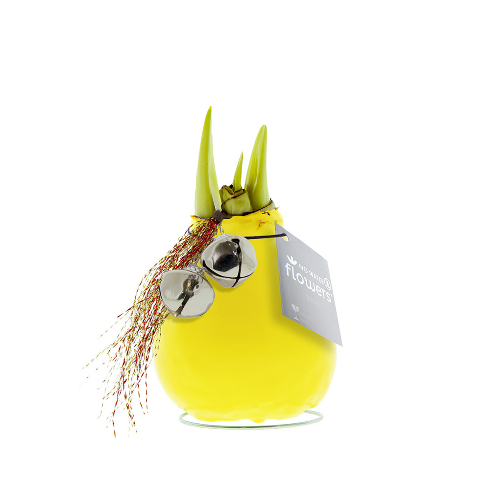 No Water Flowers® - Jingle Bellz - Geel