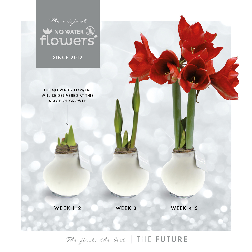 No Water Flowers® - Craftz Santa & Friends mix, Zonder verpakking