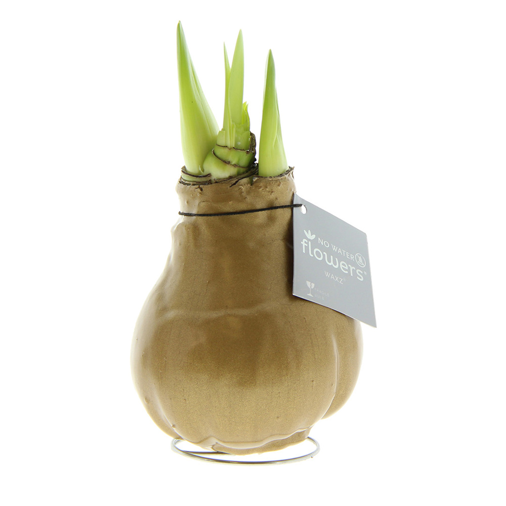 No Water Flowers® - Waxz® Colours - goud