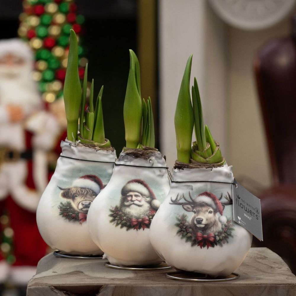 No Water Flowers® - Craftz Santa & Friends mix, Zonder verpakking