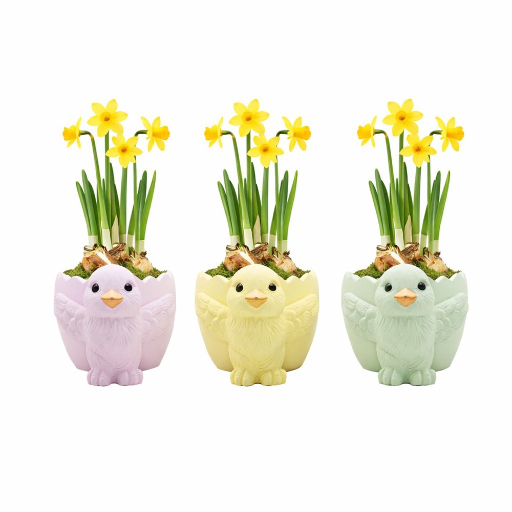 Easter colourful egg medium - Narcis