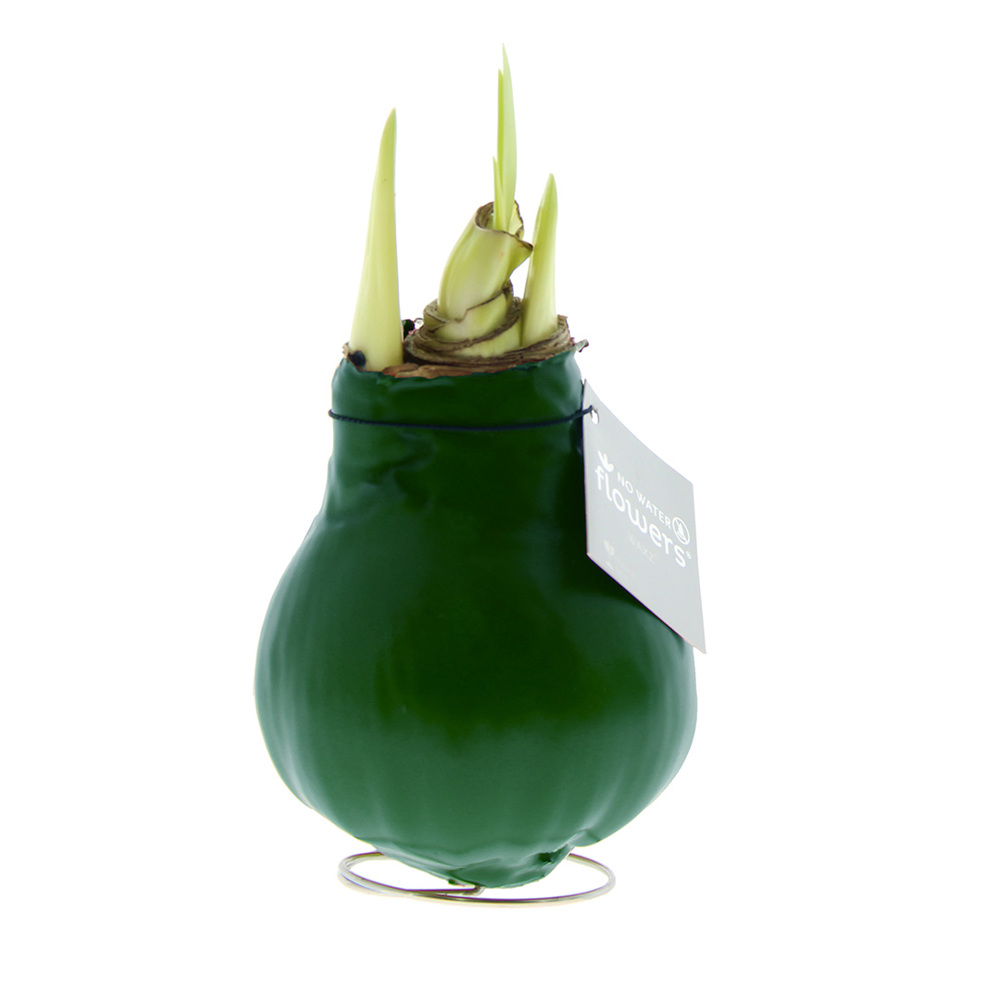 No Water Flowers® - Waxz® Colours - donkergroen