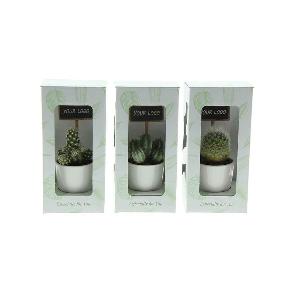 ChalkNotes® - Cacti mix, Zonder verpakking