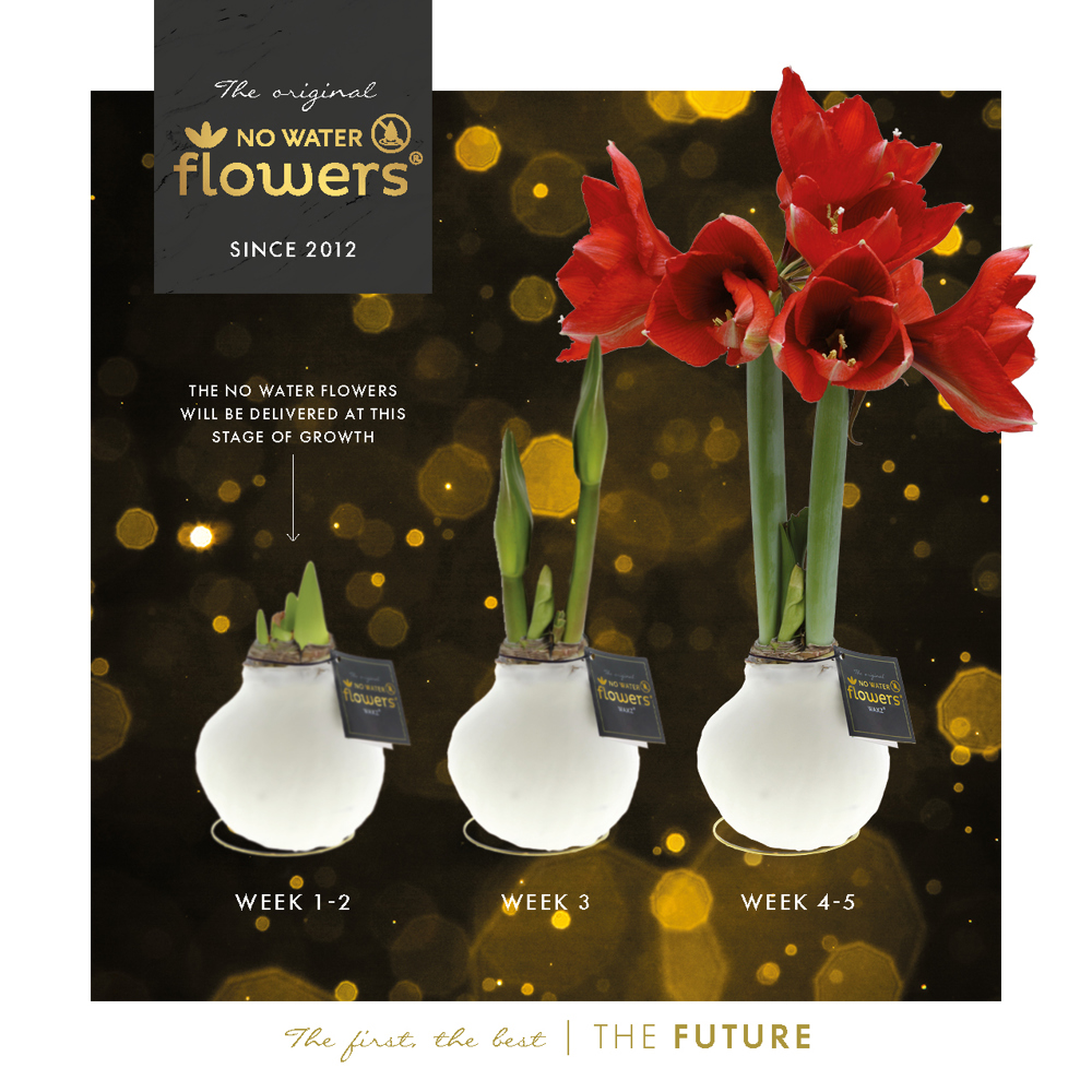 No Water Flowers® - Printz Frohe Weihnachten mix, Zonder verpakking