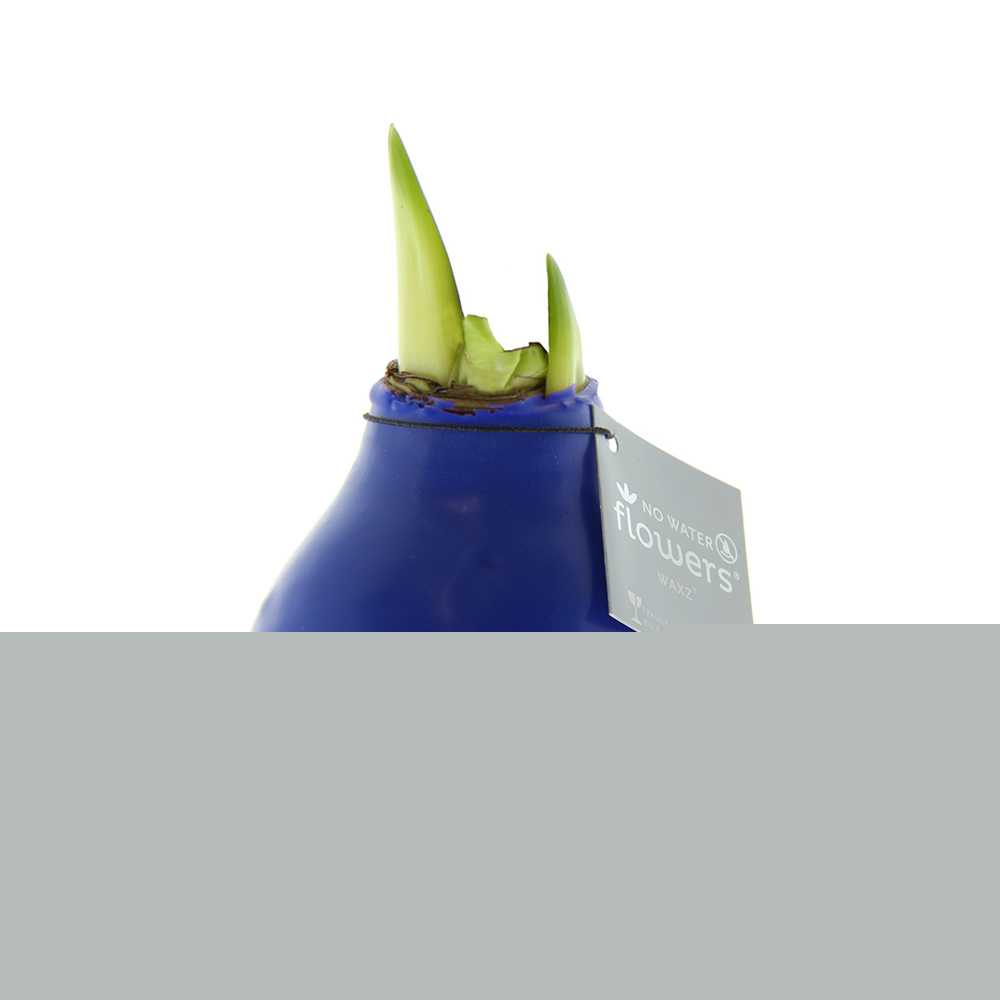 No Water Flowers® - Waxz® Colours - blauw