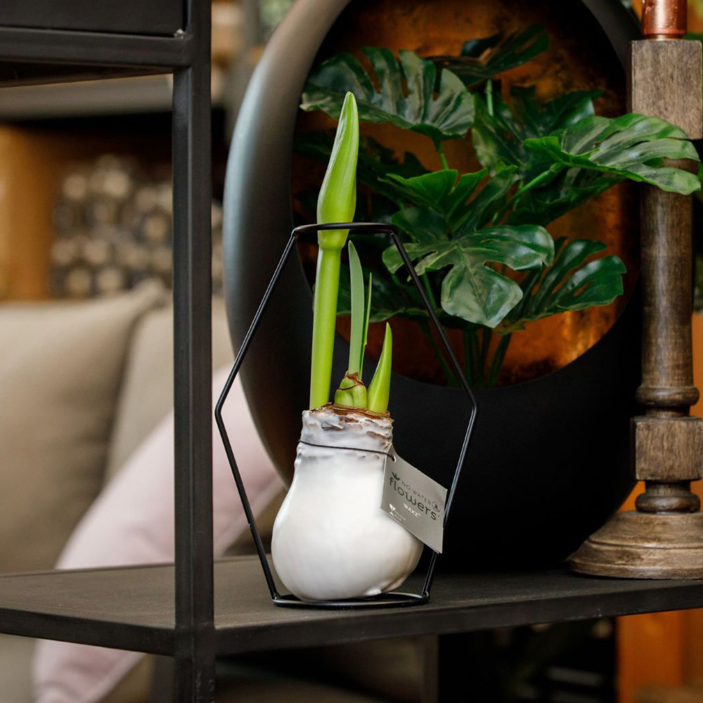No Water Flowers® - Formz modern, In luxury box, Goud