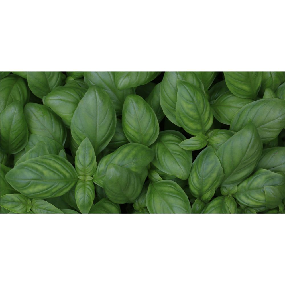 Sproutworld Sharpened Pencil potlood