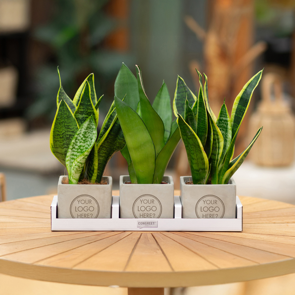 Congreet® plantpots large, Zonder verpakking