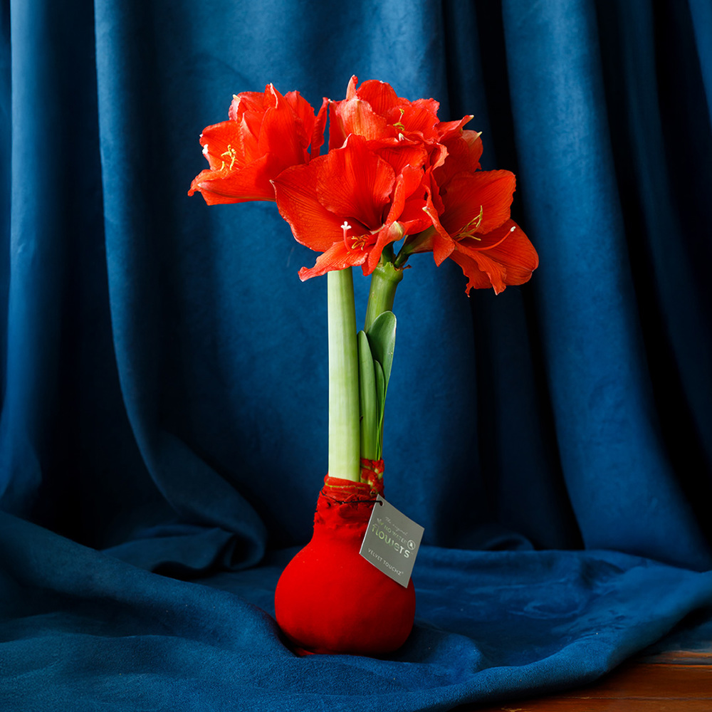 No Water Flowers® - Velvet Touchz®, In giftbox, Bordeaux