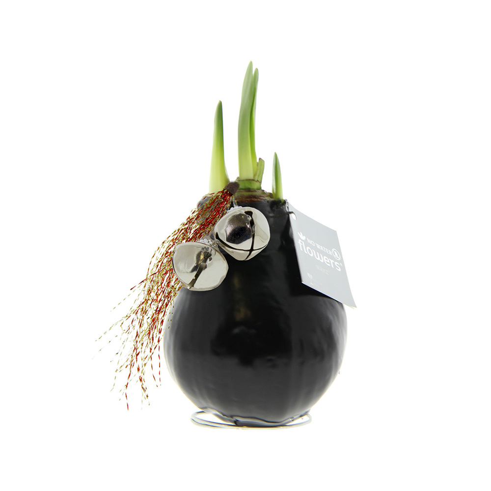 No Water Flowers® - Jingle Bellz - Zwart