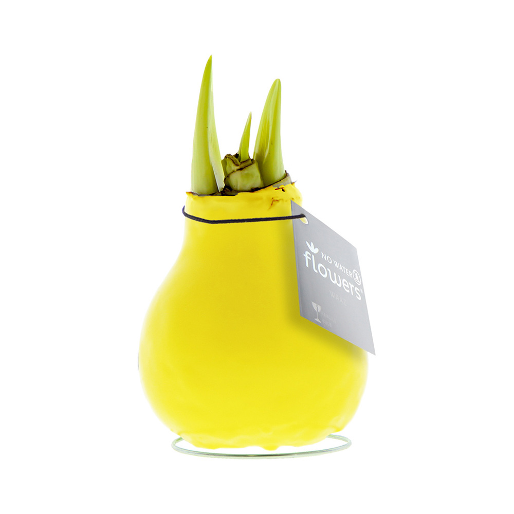 No Water Flowers® - Waxz® Colours - geel