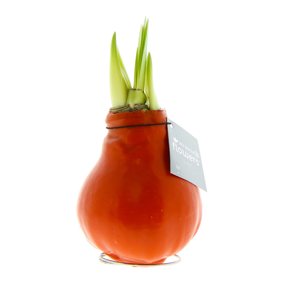 No Water Flowers® - Waxz® Colours - oranje