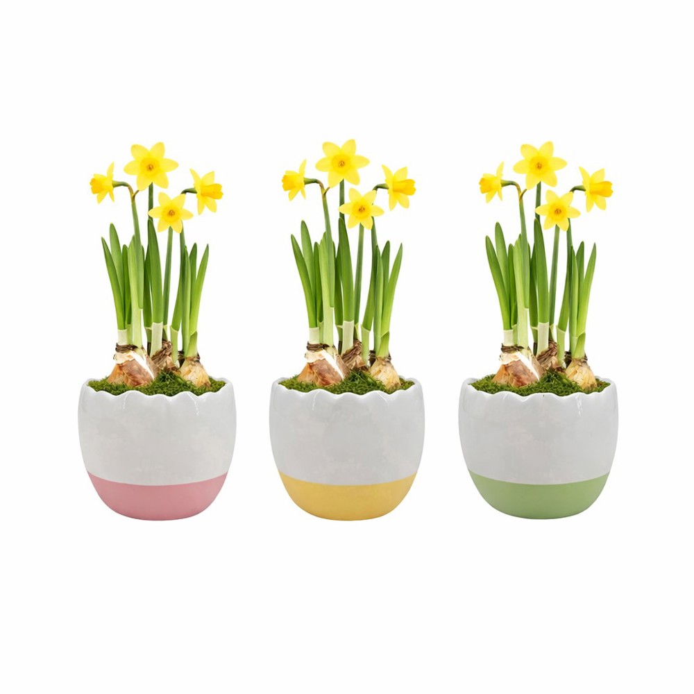 Easter colourful stand medium - Narcis
