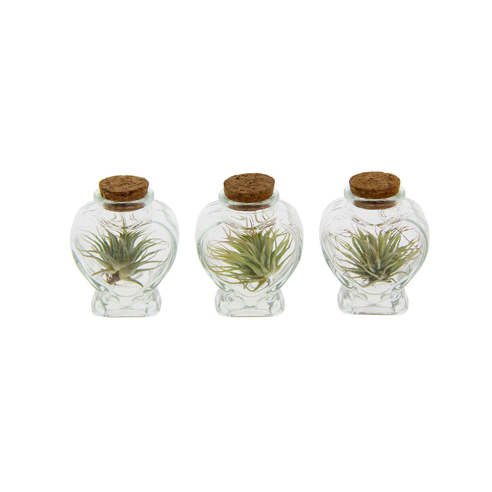 Airplant - Heart
