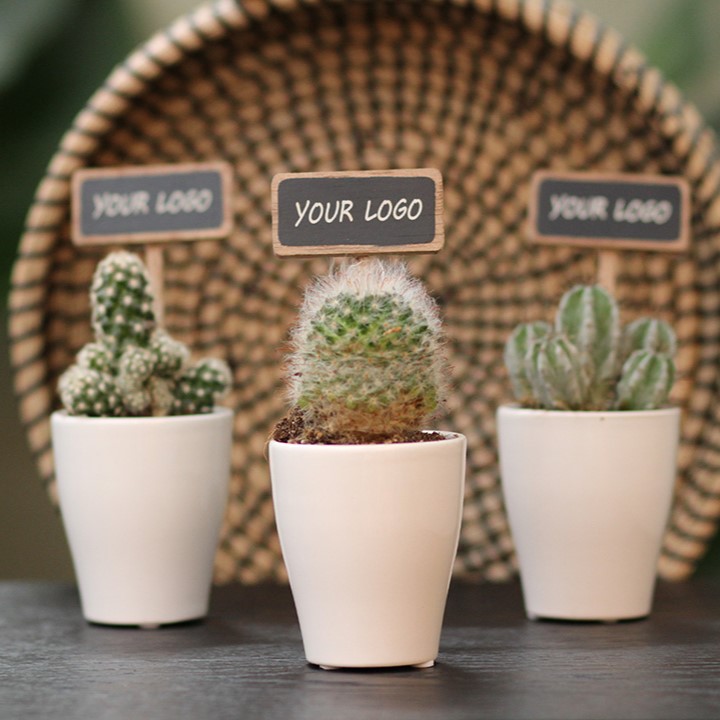ChalkNotes® - Cacti mix, Zonder verpakking