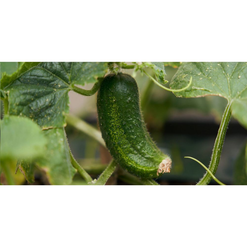 Sproutworld Sharpened Pencil potlood