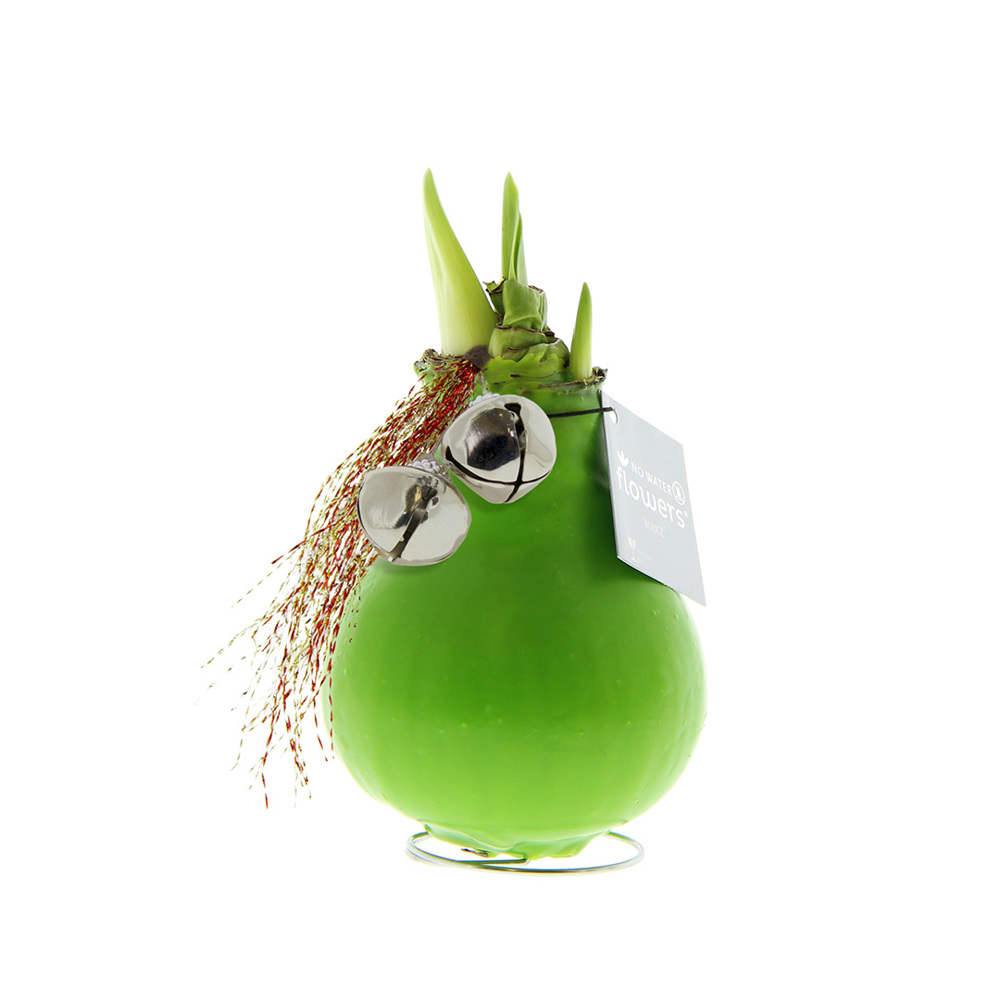 No Water Flowers® - Jingle Bellz - Lichtgroen