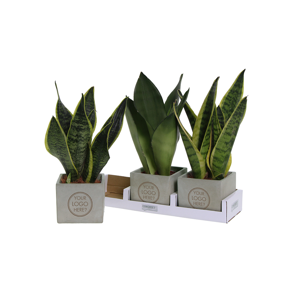 Congreet® plantpots large, Zonder verpakking
