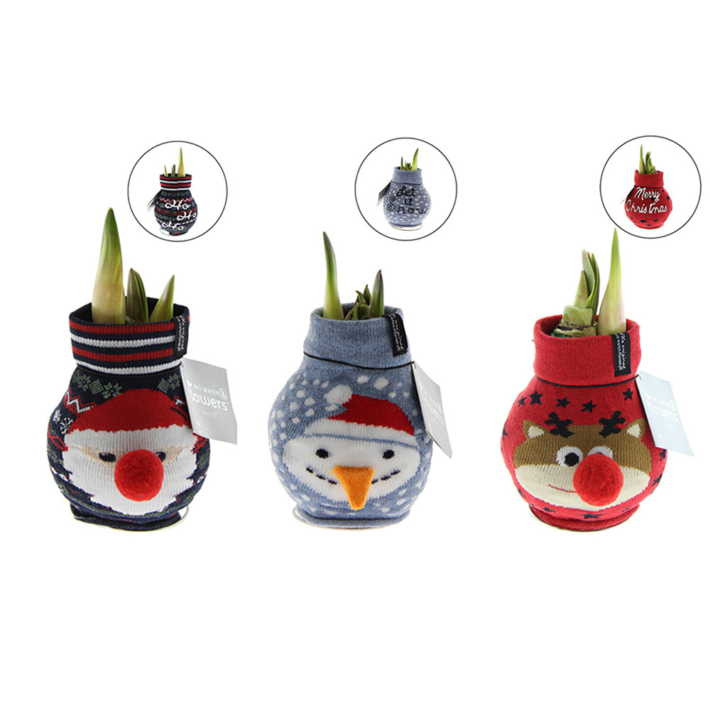 No Water Flowers® - Fashionz Xmas Fun mix