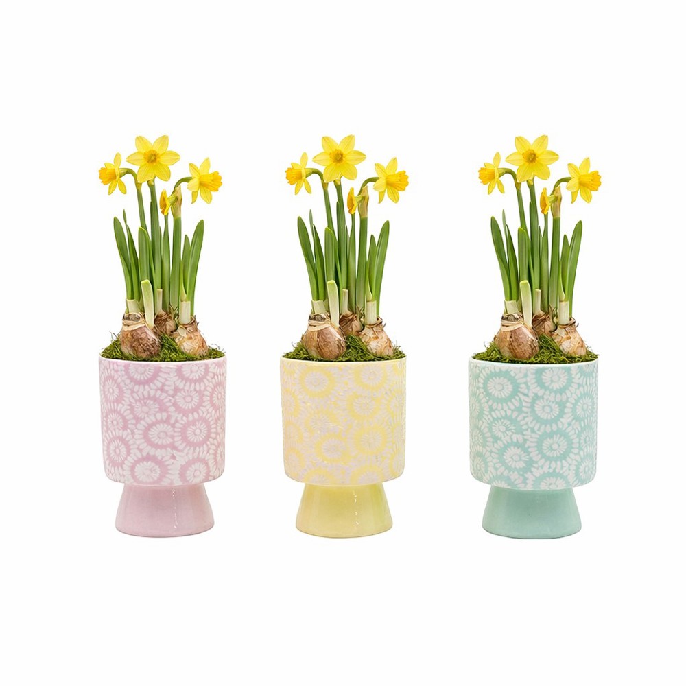 Easter colourful chicken medium - Narcis
