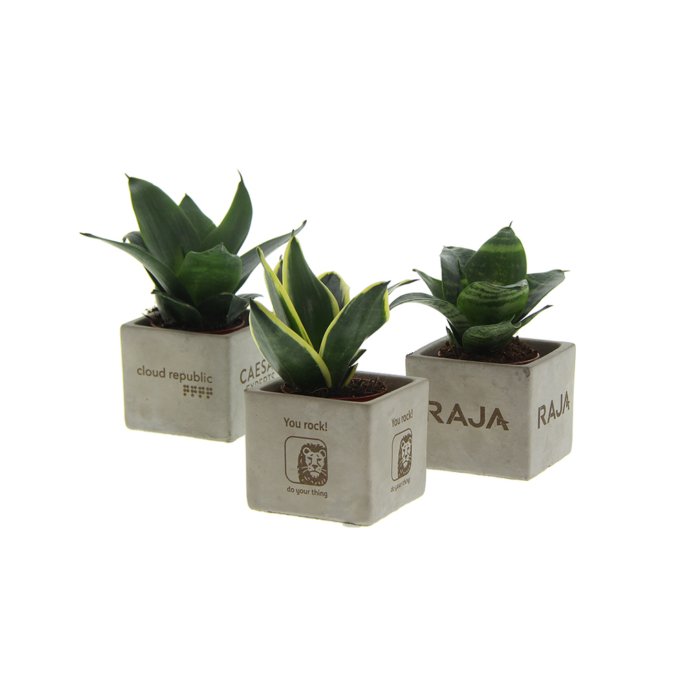 Congreet® plantpots small, Zonder verpakking