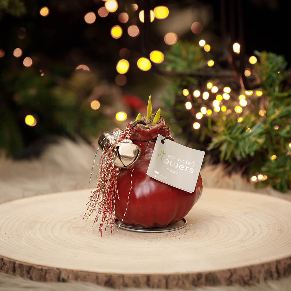 No Water Flowers® - Jingle Bellz, In giftbag, Koper