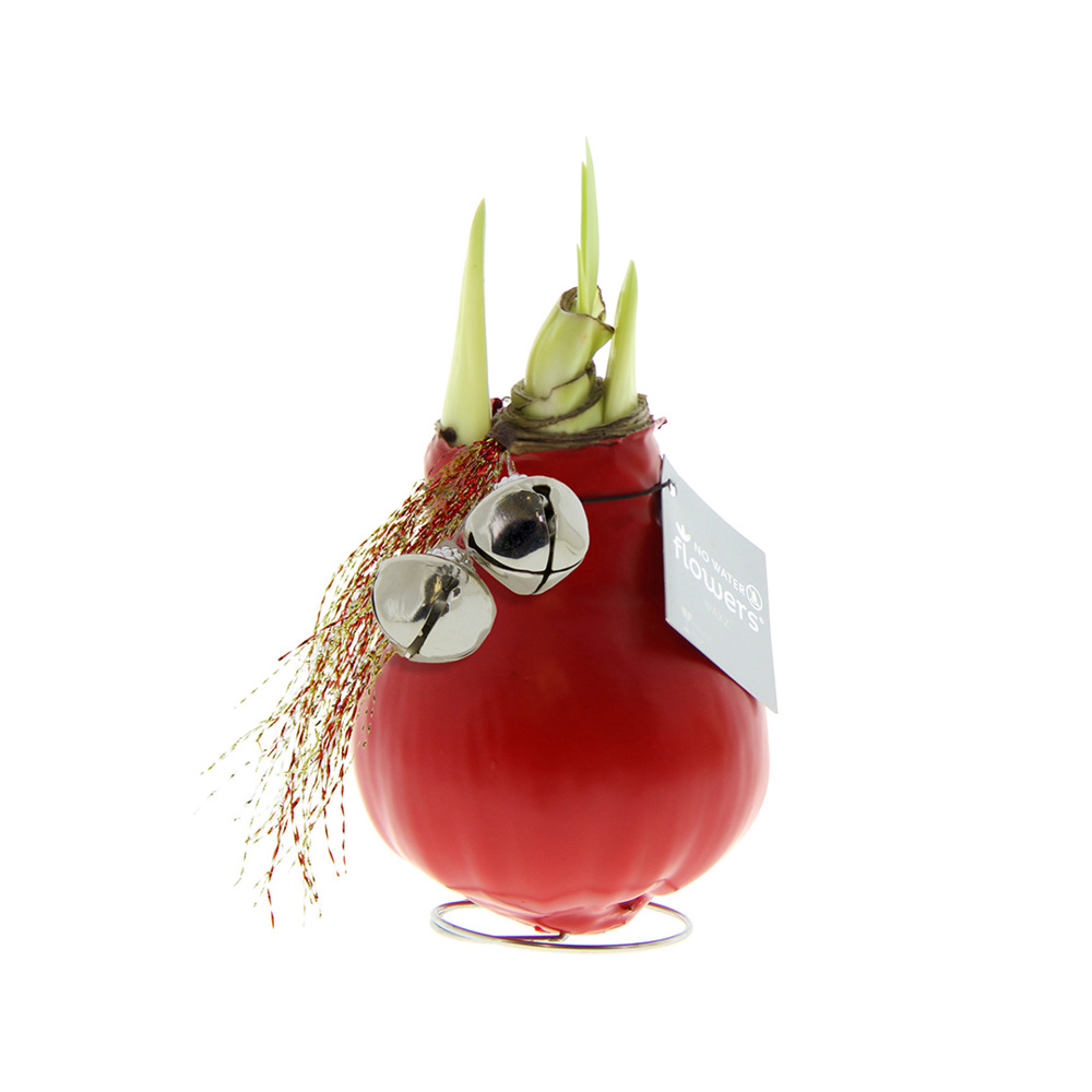 No Water Flowers® - Jingle Bellz - Rood